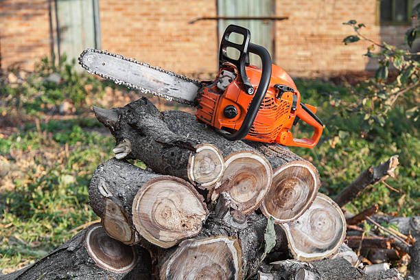 Large Tree Removal in Perry, UT